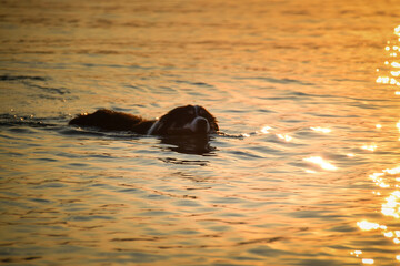 Fototapeta premium border collie comes out of the sea. wet dog with a stick in his mouth