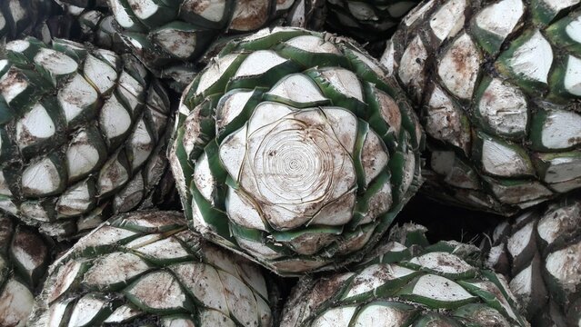 Pia De Agave" Images  Browse 317 Stock Photos, Vectors, and Video | Adobe  Stock