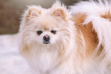 Creamy pomeranian dog outdoors portrait