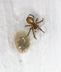 Lace web spider, Amaurobius similis, on a UK house interior wall