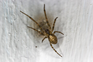 Spider, arachnid, on a wall in a UK home