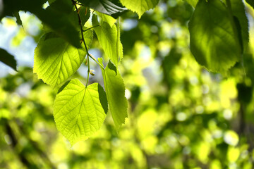 Fototapeta na wymiar Fresh green leaves on a tree in sunlight - Earth Day environment background