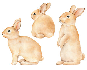 watercolor rabbits on white background