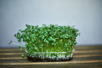 Micro-greens. Assortment of micro greens. Growing kale, alfalfa, sunflower, arugula, mustard...