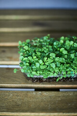 Micro-greens. Assortment of micro greens. Growing kale, alfalfa, sunflower, arugula, mustard sprouts, panorama, Healthy lifestyle concept