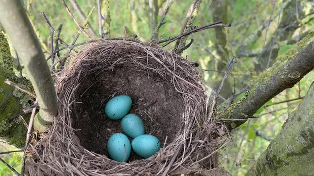 In einem Vogelnest liegen vier blaue Eier einer Singdrossel.