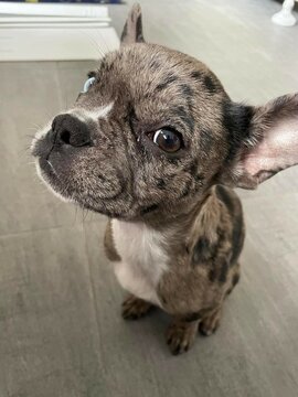 portrait of sweet french buldog