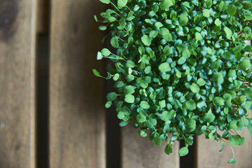 Top view of a fresh radish micro green, arranged on a wooden table. Copy space.