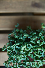 Top view of a fresh radish micro green, arranged on a wooden table.