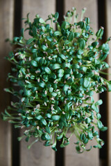 Top view of a fresh healthy micro green, arranged on a wooden table.