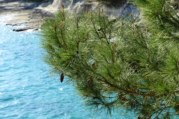 Pinus pinaster tree branches with pine cone on it above blue sea