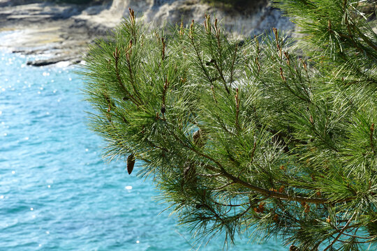 Pinus pinaster tree branches with pine cone on it above blue sea