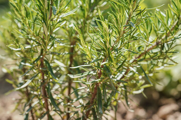 Sun shines on rosemary herbs bush growing in garden, closeup detail