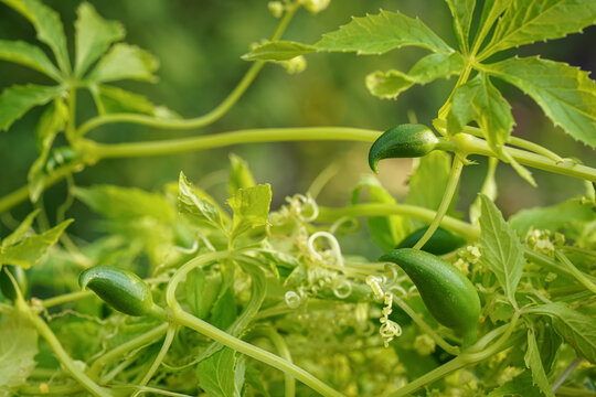 Small green achocha fruits - also known as Andes cucumber growing in garden, closeup detail
