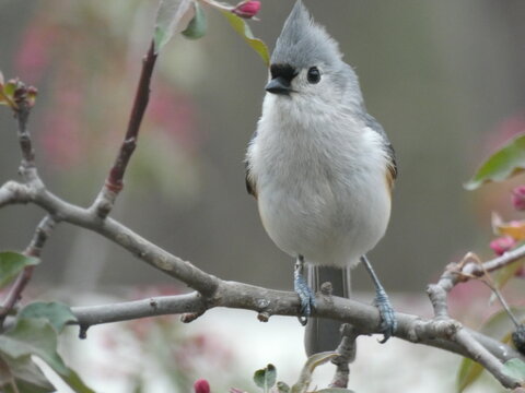 a bird on a branch, tufted titmouse 