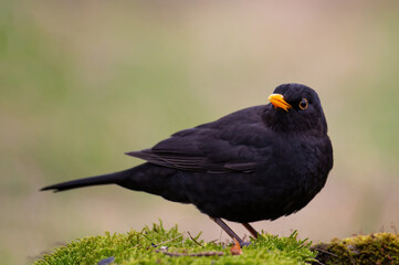 Obraz premium Common blackbird Turdus merula in the wild