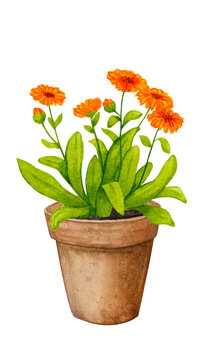 Calendula in a clay pot. Vegetable garden in containers. Watercolor composition on the theme of gardening, spring seedlings, growing flowers, harvesting, bio products.
