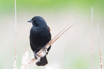 blackbird perched on a branch in the wetlands
