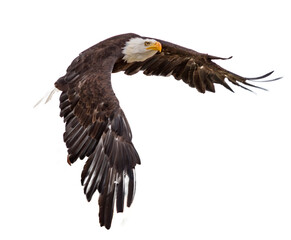 Eagle-Águila
