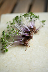 Clos-ed image of a microgreens with roots. Blurred background.