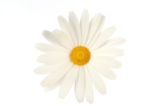 A daisy flower isolated on white