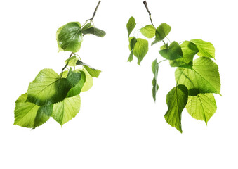 Spring new green leaves on a linden branch. Young fresh foliage of linden tree. Isolated object on a white background. Spring time
