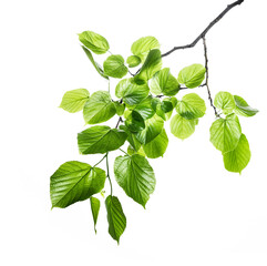 Spring new green leaves on a linden branch. Young fresh foliage of linden tree. Isolated object on a white background. Spring time