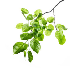 Spring new green leaves on a linden branch. Young fresh foliage of linden tree. Isolated object on...