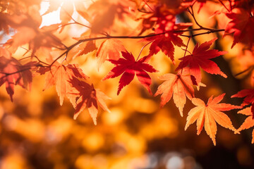 Naklejka na ściany i meble Beautiful maple leaves in autumn sunny day in foreground and blurry background. Generative AI.