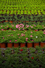 Fototapeta na wymiar plant nursery 