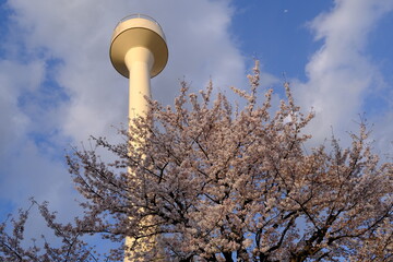給水塔と桜