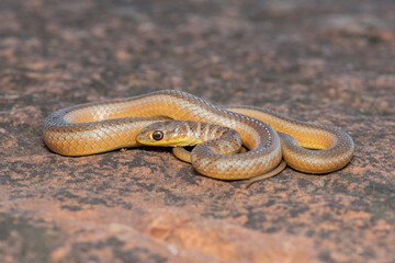 Short-snouted Grass Snake (Psammophis brevirostris)
