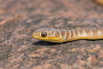 Short-snouted Grass Snake (Psammophis brevirostris)