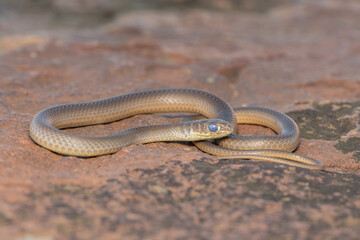 Short-snouted Grass Snake (Psammophis brevirostris)