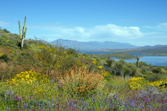 2023 super bloom of native wildflowers at Theodore Roosevelt Lake in Tonto National Forest