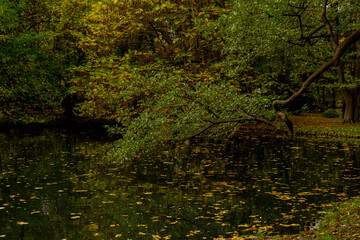 Autumn leaves float on the surface of the water. Fallen autumnal leaves on surface of lake. Nature's landscape Fallen orange leaf is sailing on dark lake water level. 