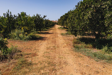 Fototapeta na wymiar Alley along mandarin oranges in traditional Agrovino Farm, Trachoni village, Cyprus