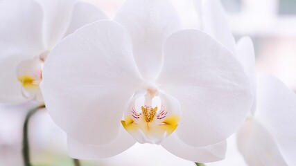 Fototapeta na wymiar white orchid phalaenopsis close up premium photo