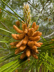 Red pine species and cones growing in dense forests in the Aegean region