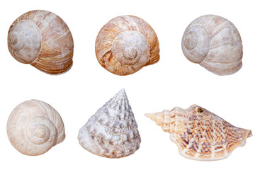 empty natural seashells isolated on white background / Clams / ocean / design element / top view /...