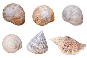 empty natural seashells isolated on white background / Clams / ocean / design element / top view / flat lay / for your scenes / Shell / sea shell / isoliert / Muschel / cut out / cut out shell 