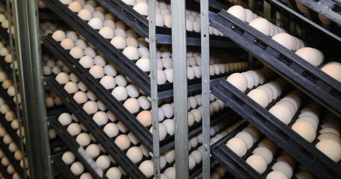 Chicken eggs in incubator. Incubating chicken eggs is a 21-day process and requires an egg incubator to help control temperature, humidity and egg turning