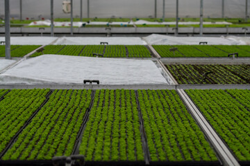 Cultivation of differenent indoor fern plants in glasshouse in Westland, North Holland, Netherlands. Flora industry,