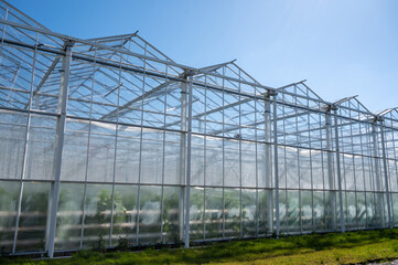 Obraz premium All seasons fresh vegetables, fruits and flowers, agriculture in Netherlands, big modern greeenhouses in Limburg, exterior view