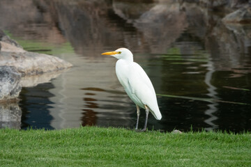 Cattle egret (Bubulcus ibis) on the northern coast of the big island of hawaii, Hawaii, USA