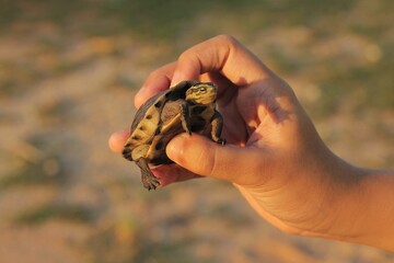 The Amboina box turtle or Southeast Asian box turtle is held by someone