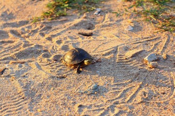 The Amboina box turtle or Southeast Asian box turtle is on the sand