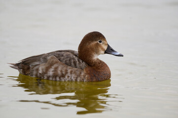 Common pochard female Aythya ferina on water. Pochard swimming in the lake