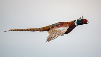 Ringed pheasant, Phasianus colchicus flying against a cloud background