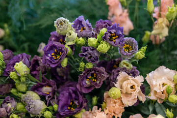 Obraz na płótnie Canvas Colorful bouquet of flowers ustoma lisianthus or prairie gentian, growing in Dutch greenhouse, flora of the Netherlands